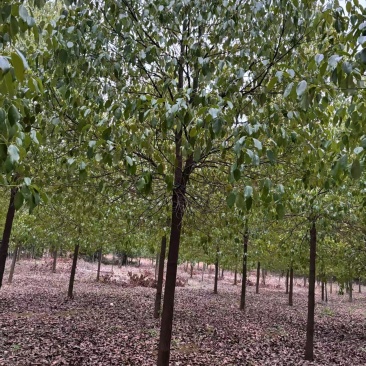 【推荐】湖北香樟树，米径12公分香樟，一手货源，量大价优