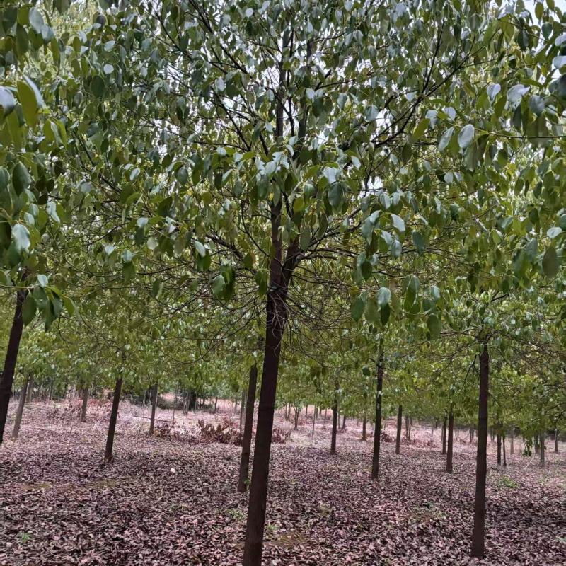 【推荐】湖北香樟树，米径12公分香樟，一手货源，量大价优
