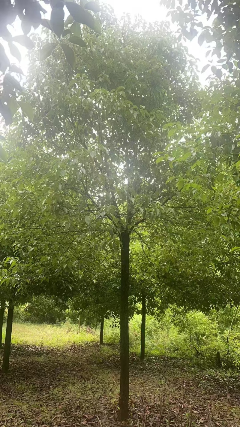【推荐】湖北香樟树，米径12公分香樟，一手货源，量大价优