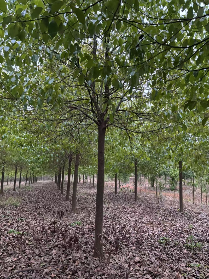 【推荐】湖北香樟树，米径12公分香樟，一手货源，量大价优