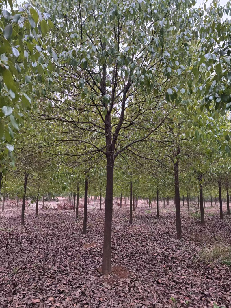 【推荐】湖北香樟树，米径12公分香樟，一手货源，量大价优