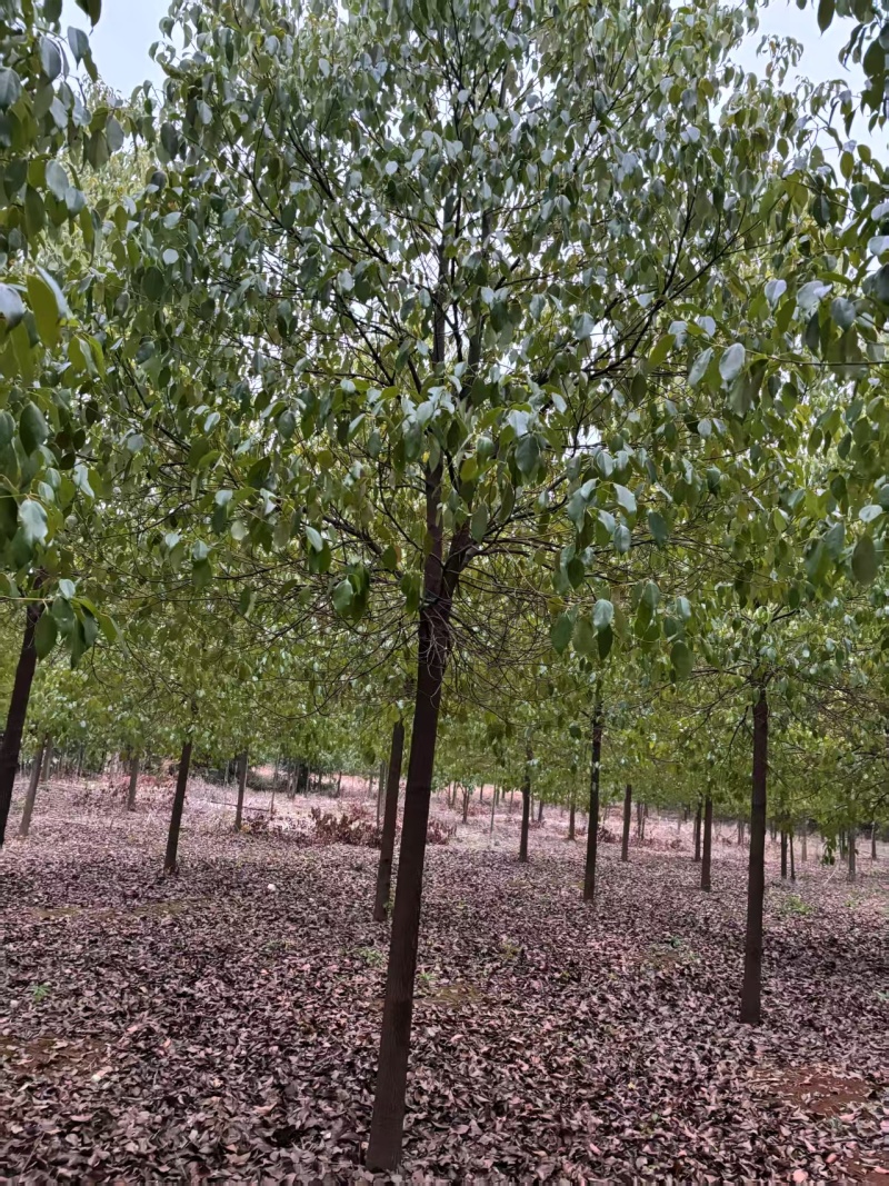 【推荐】湖北香樟树，米径12公分香樟，一手货源，量大价优