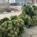 慈溪西三雪里蕻慈溪本地青雪菜上车六毛