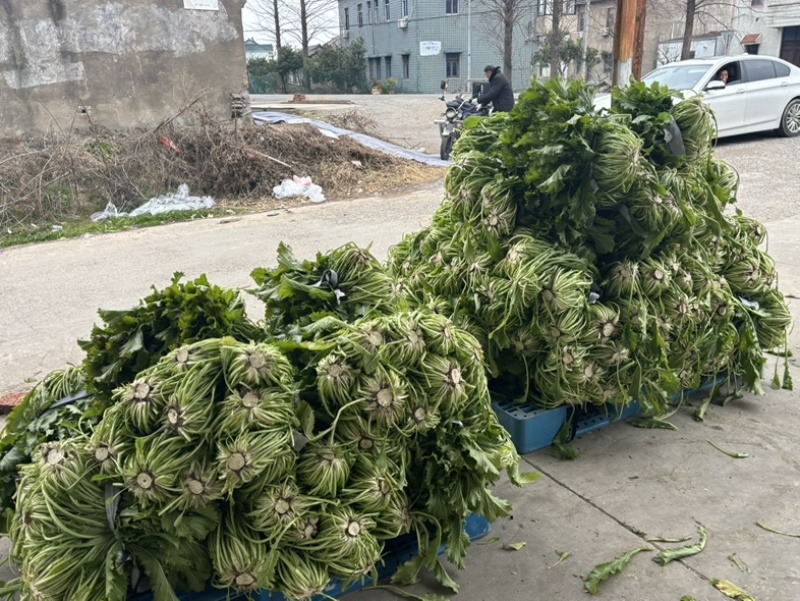 慈溪西三雪里蕻慈溪本地青雪菜上车六毛