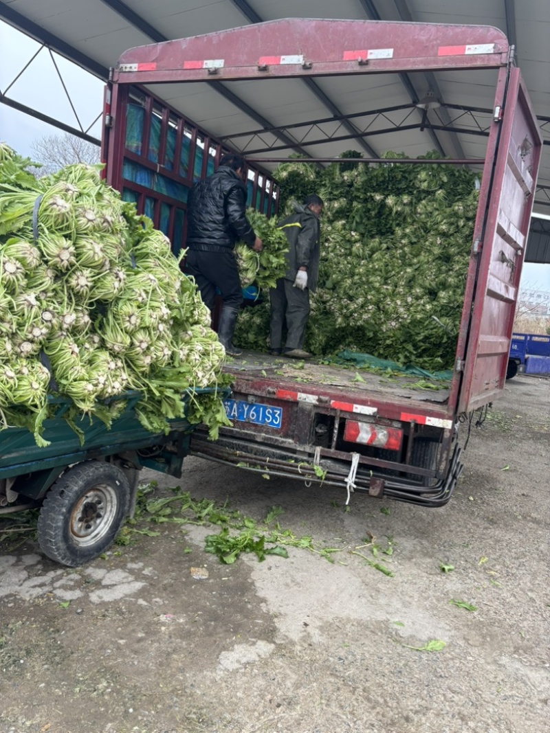 慈溪西三雪里蕻慈溪本地青雪菜上车六毛