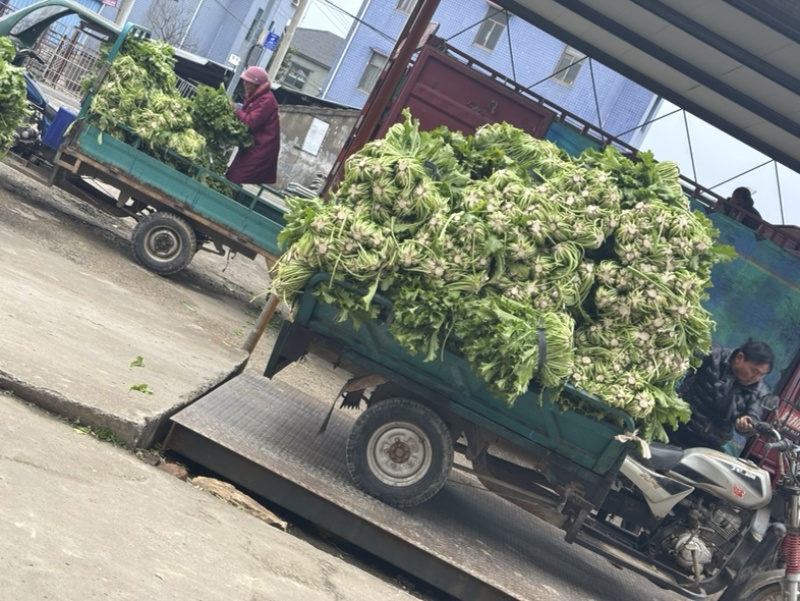 慈溪西三雪里蕻慈溪本地青雪菜上车六毛