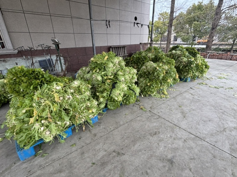慈溪西三雪里蕻慈溪本地青雪菜上车六毛