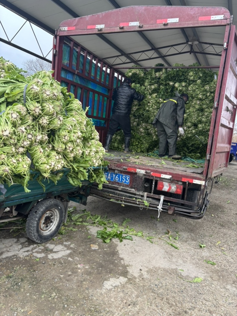 慈溪西三雪里蕻慈溪本地青雪菜上车六毛