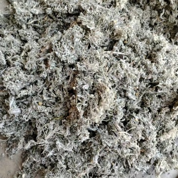 甘肃茵陈，前期货