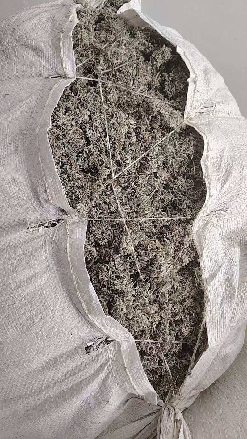 甘肃茵陈，前期货
