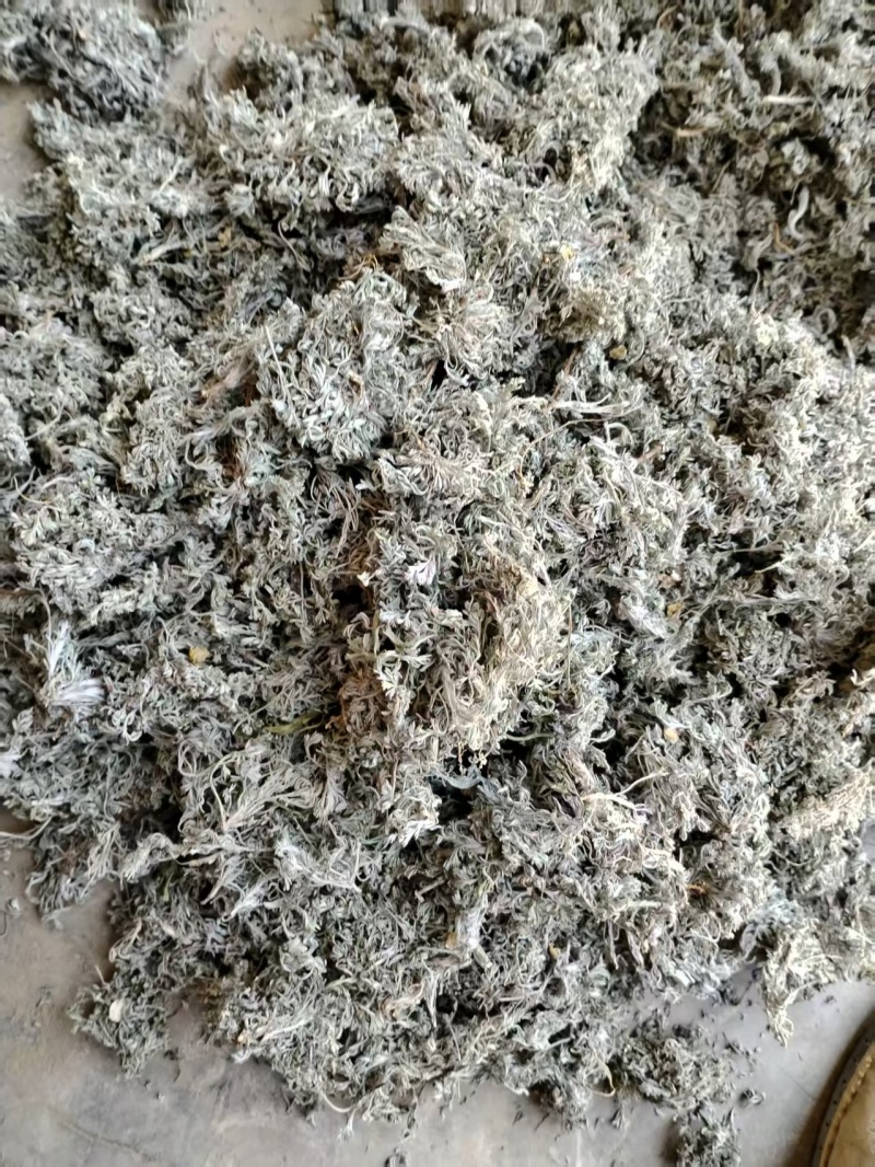 甘肃茵陈，前期货