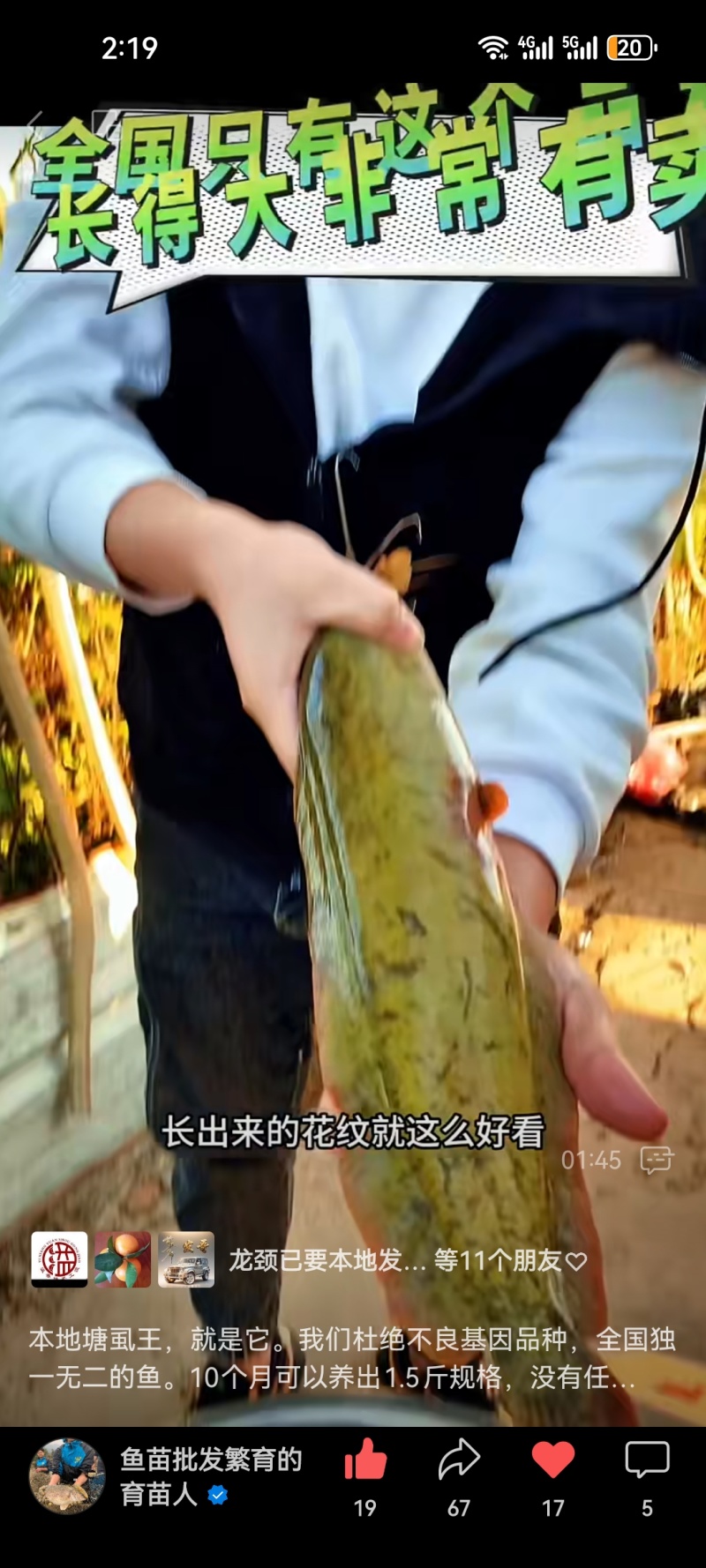 花麻本地塘虱苗胡子鲶鱼塘角鱼苗好养殖不缺氧提供技术回收