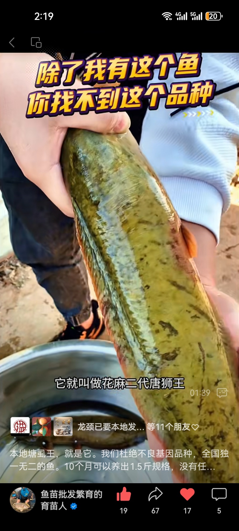 花麻本地塘虱苗胡子鲶鱼塘角鱼苗好养殖不缺氧提供技术回收