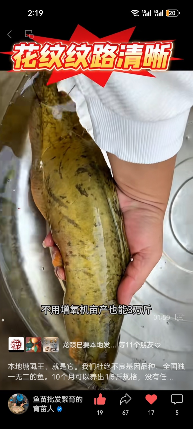 花麻本地塘虱苗胡子鲶鱼塘角鱼苗好养殖不缺氧提供技术回收