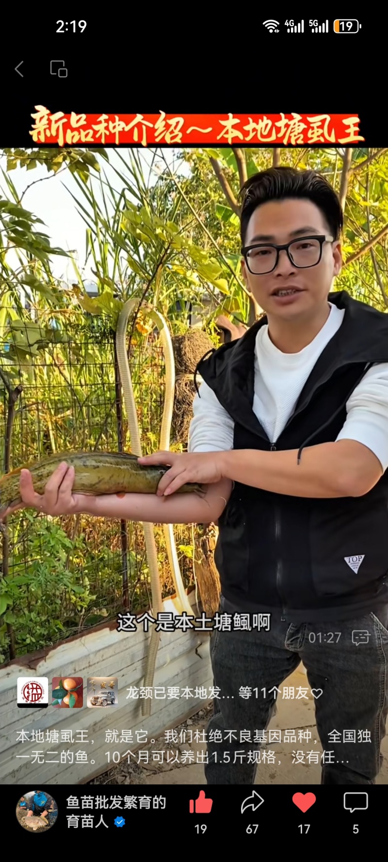 花麻本地塘虱苗胡子鲶鱼塘角鱼苗好养殖不缺氧提供技术回收
