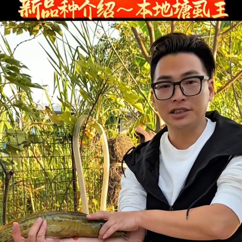 花麻本地塘虱苗胡子鲶鱼塘角鱼苗好养殖不缺氧提供技术回收