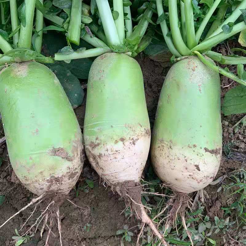 青云甜脆萝卜中晚熟品种耐寒味微甜不易辣心基地专用