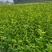 茶树苗113产地直发自家种植诚信第一欢迎来电合作
