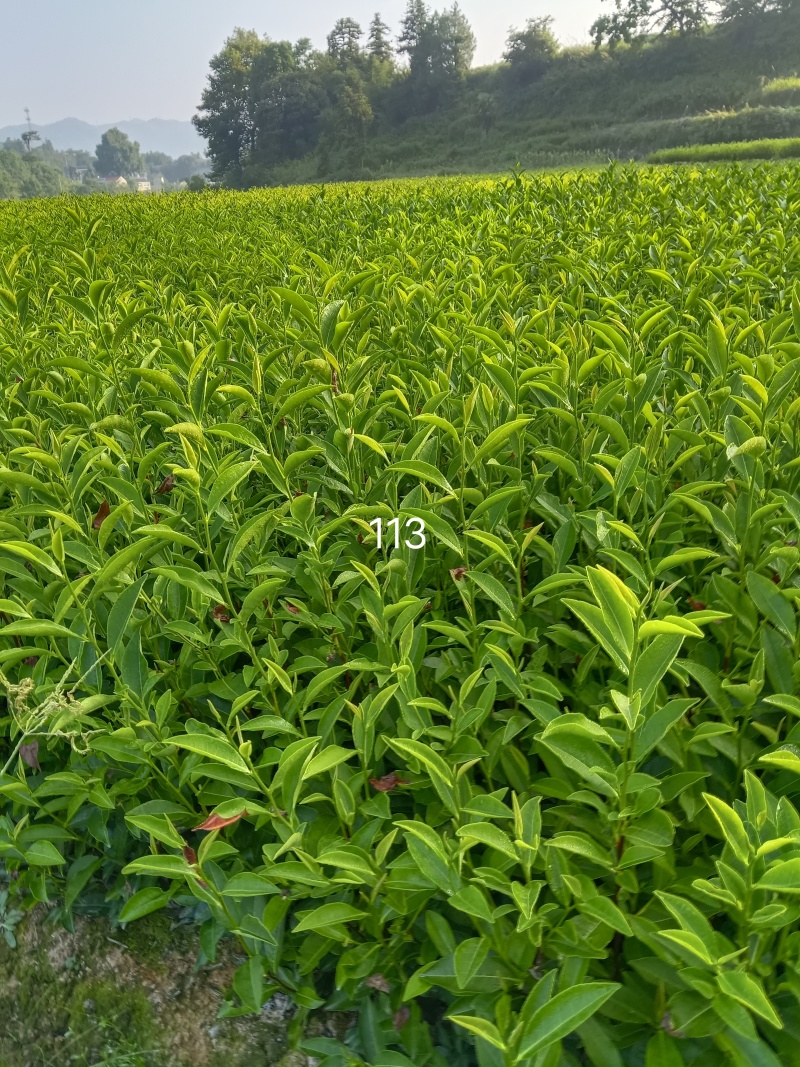 茶树苗113产地直发自家种植诚信第一欢迎来电合作