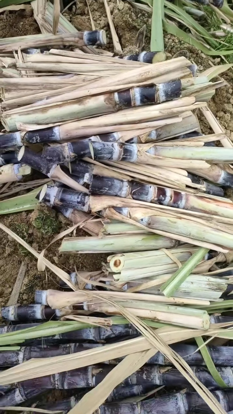 黑皮！桂2种苗！至少三至六个芽以上，棵芽饱满