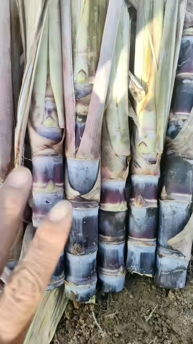 黑皮！桂2种苗！至少三至六个芽以上，棵芽饱满