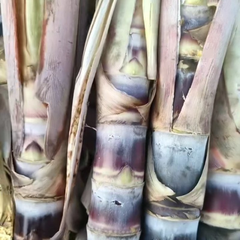 黑皮！桂2种苗！至少三至六个芽以上，棵芽饱满