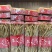 小干参，一盒净重一斤任选，实惠款，超低价，数量不多