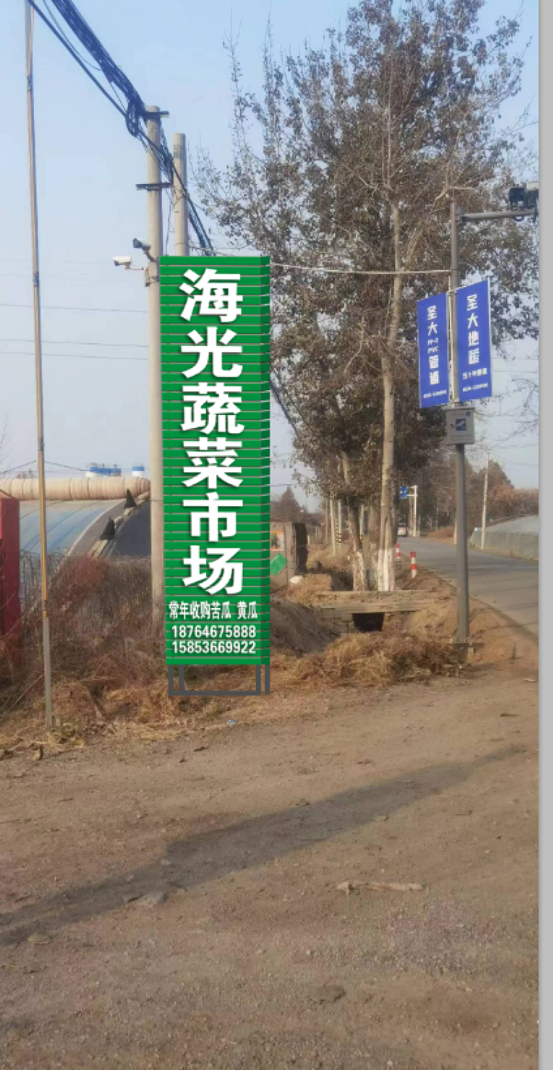 大刺旱黄瓜，本合作社常年代收代办大刺旱黄瓜，水果黄瓜