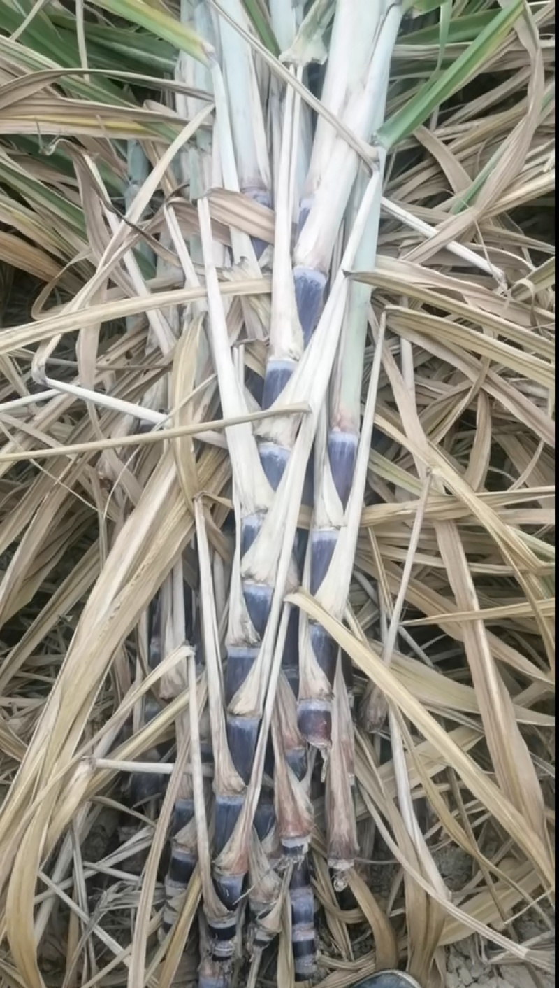 黑皮！桂2种苗！至少三至六个芽以上，棵芽饱满