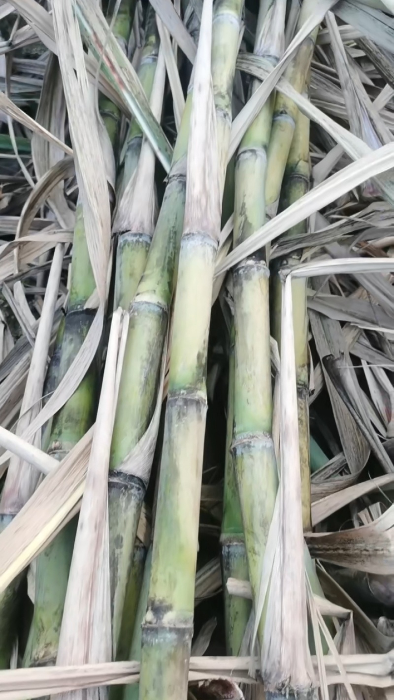 黑皮！桂2种苗！至少三至六个芽以上，棵芽饱满