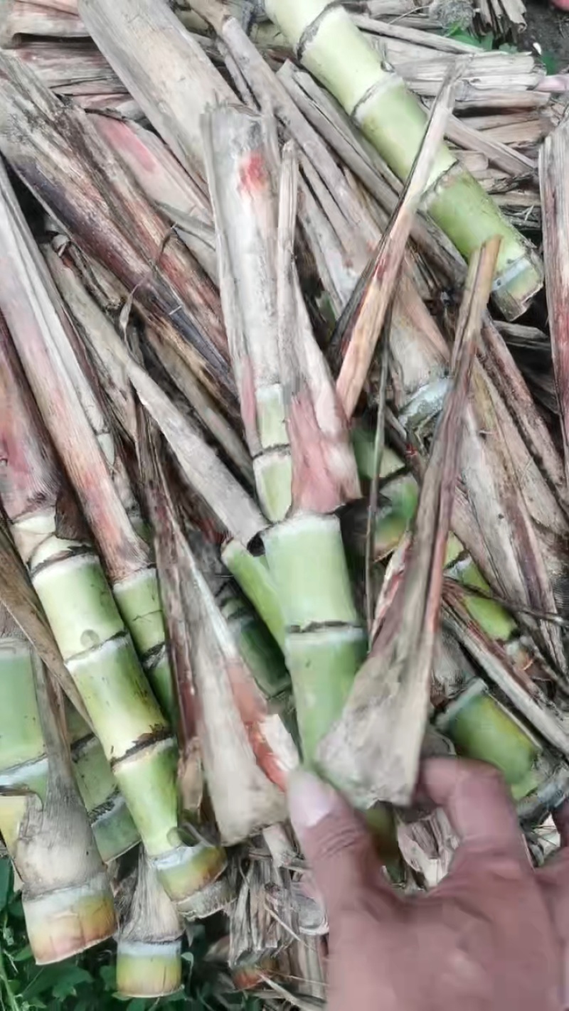 黑皮！桂2种苗！至少三至六个芽以上，棵芽饱满