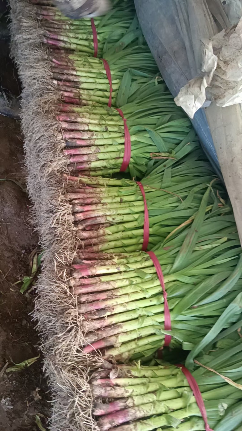 新鲜红根蒜苗大量有货今天继续发车中货源充足需要的联系