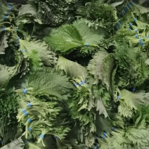 新鲜大叶紫苏叶苏子叶酒店饭店西餐摆菜盘刺身装饰可食用烤肉