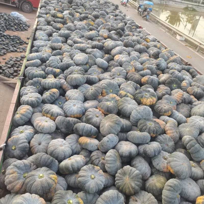 赖早丽赖可粒泰国进口品种癞子南瓜贝贝南瓜小南瓜