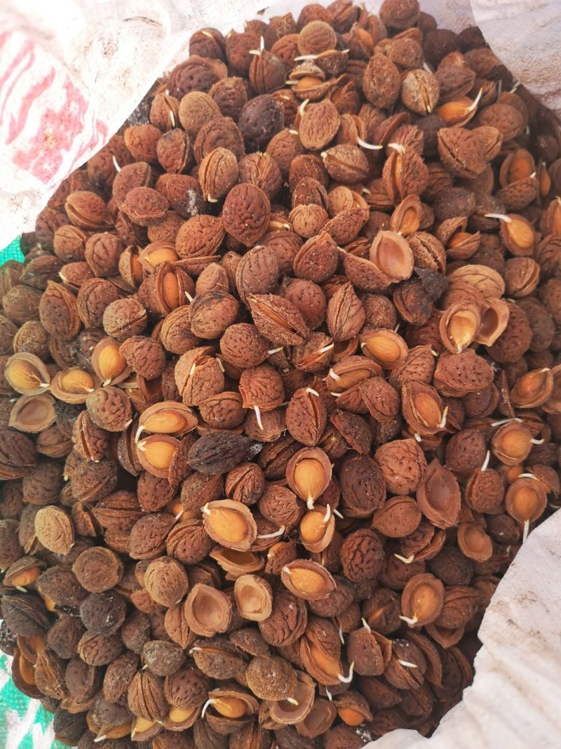 精品毛桃芽，手工挑选，质量保证，山桃芽，大量优惠