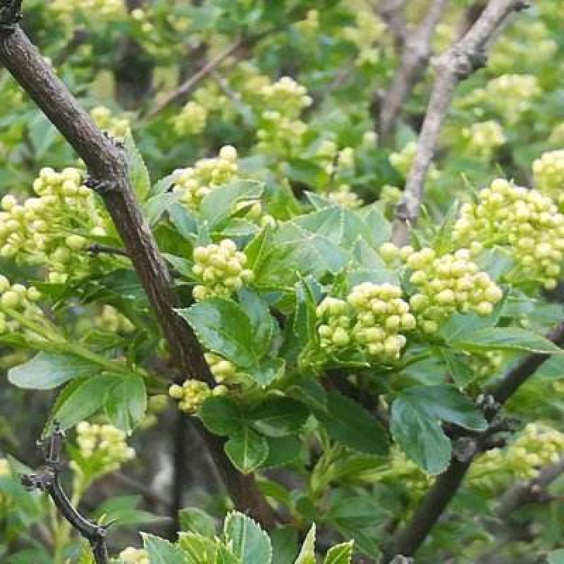 售今年野生珍珠花菜