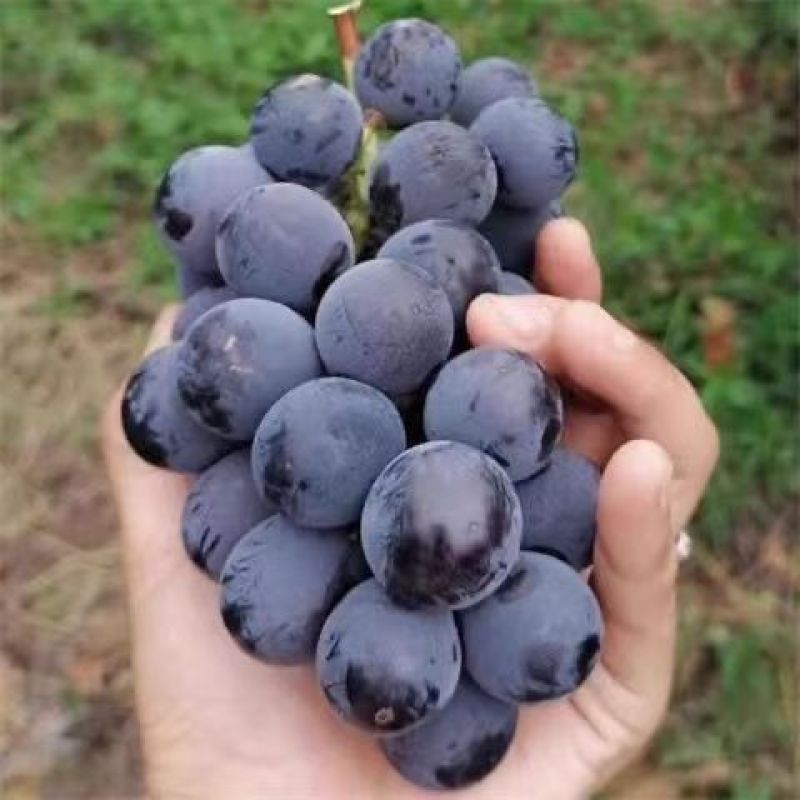 果园直销葡萄苗早熟巨峰藤稔乒乓球夏黑果苗包品种成活率