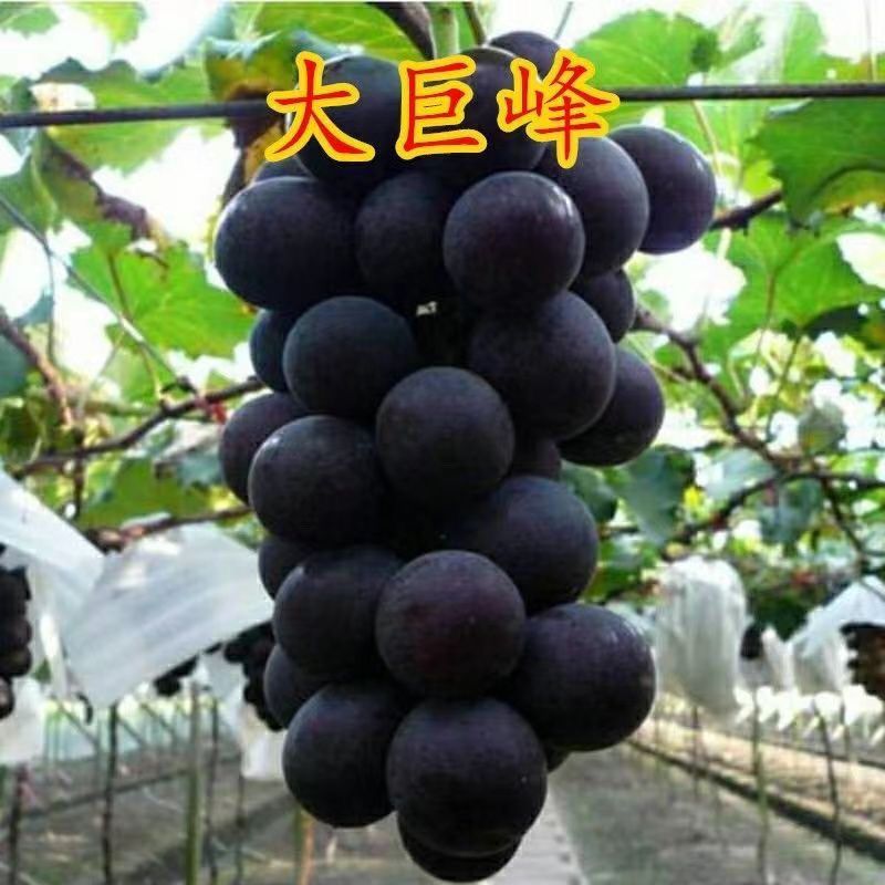 果园直销葡萄苗早熟巨峰藤稔乒乓球夏黑果苗包品种成活率