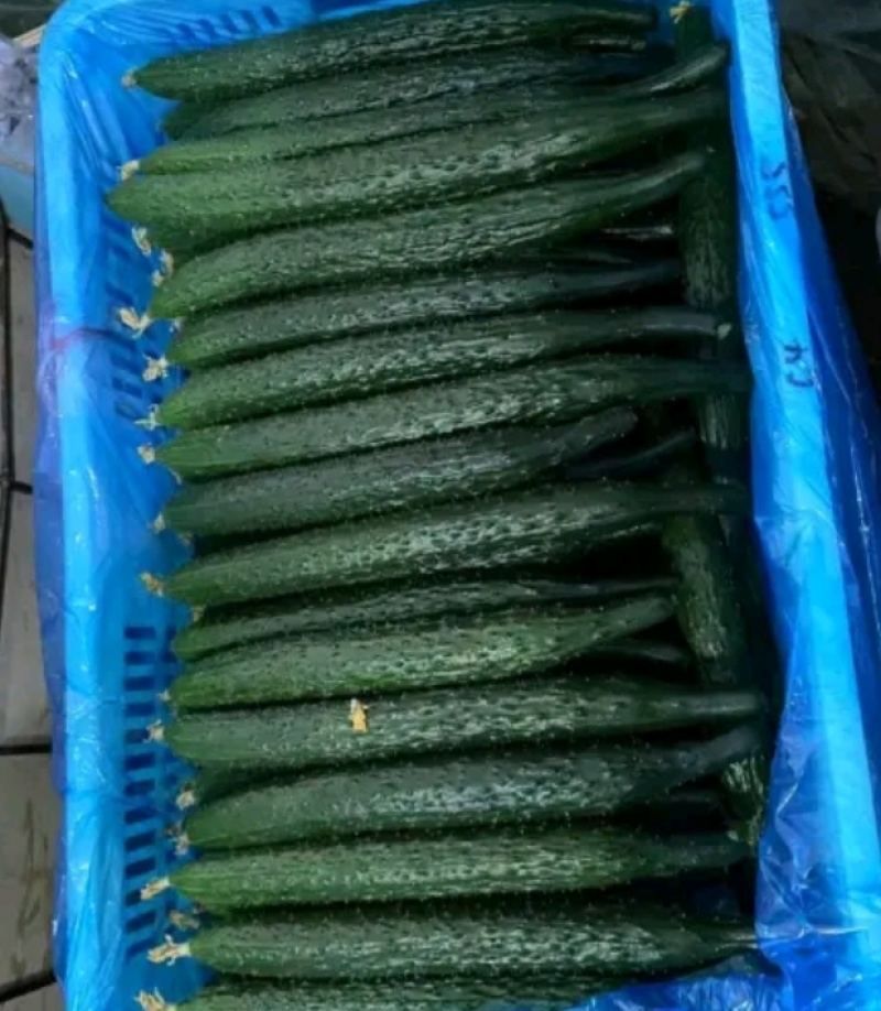 密刺黄瓜干花带刺22~25公分