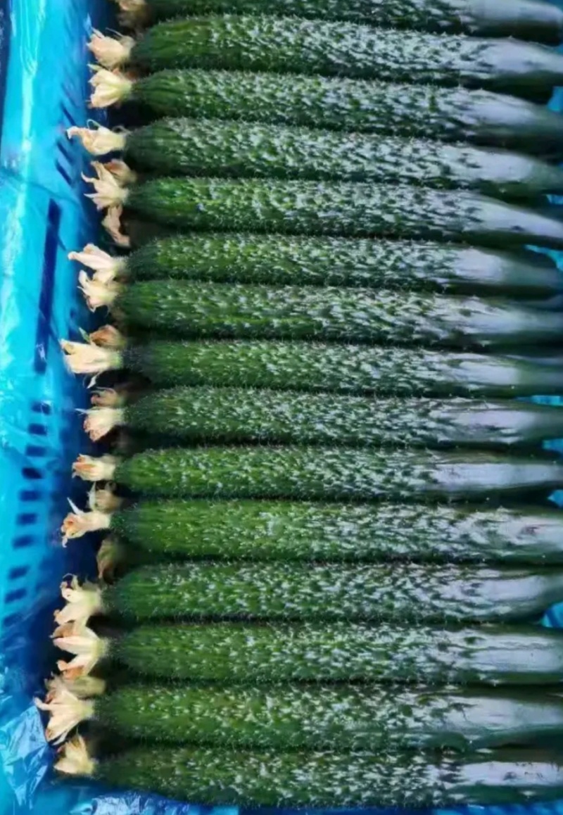 密刺黄瓜干花带刺22~25公分
