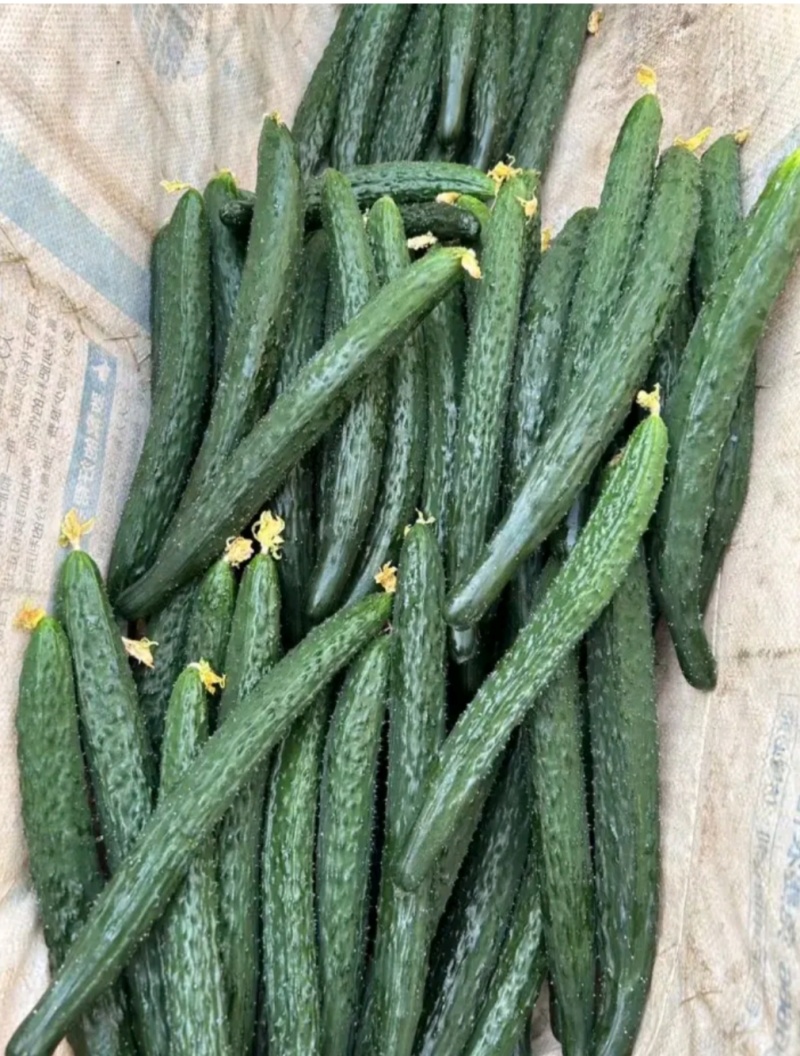 密刺黄瓜干花带刺22~25公分