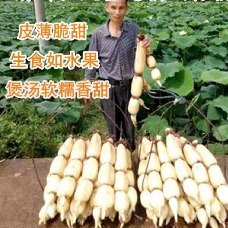 藕苗巨无霸藕种苗粉藕种苗高产食用莲藕种苗浅水深水种植