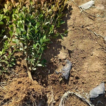 瓜子黄杨种植基地发货一手货源现挖现发成活率高欢迎下单