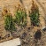瓜子黄杨种植基地发货一手货源现挖现发成活率高欢迎下单