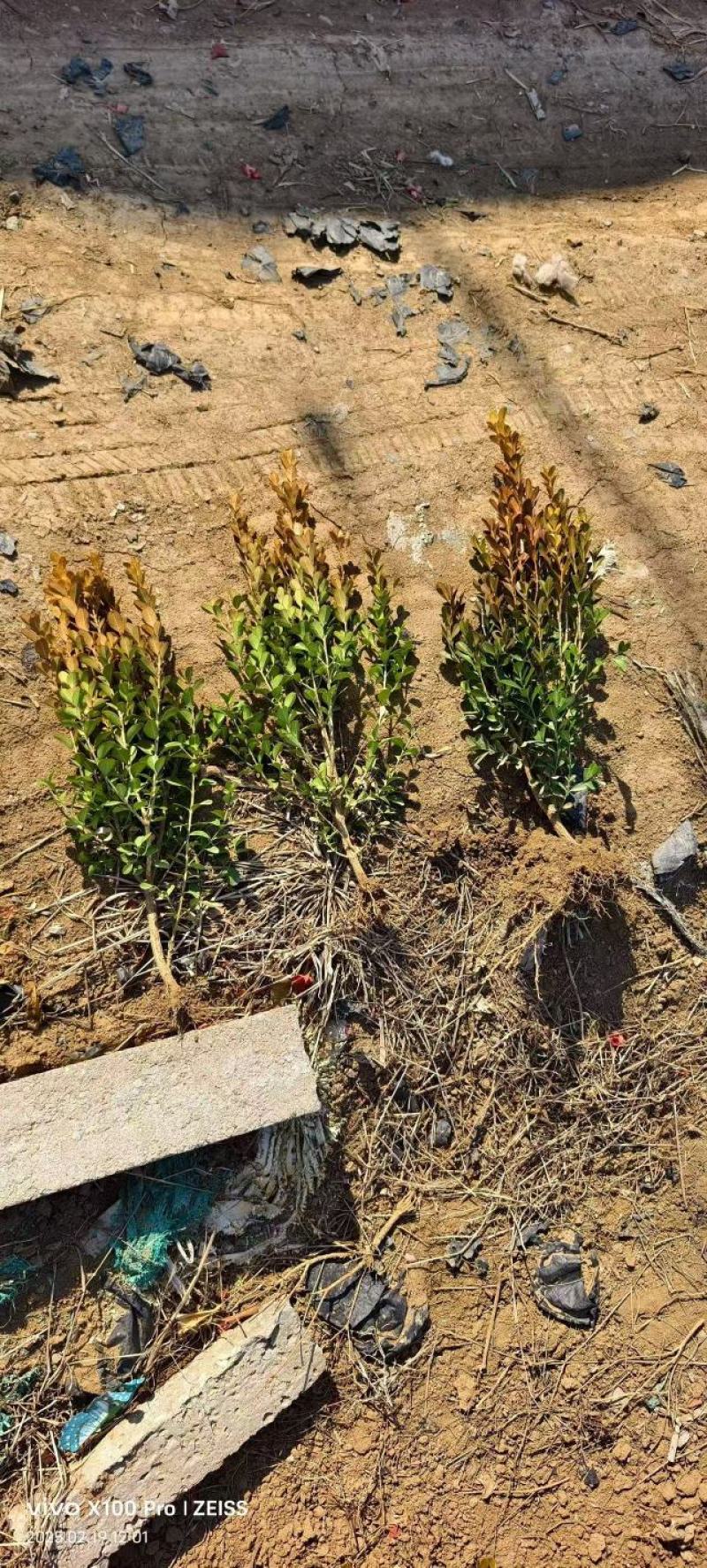 瓜子黄杨种植基地发货一手货源现挖现发成活率高欢迎下单