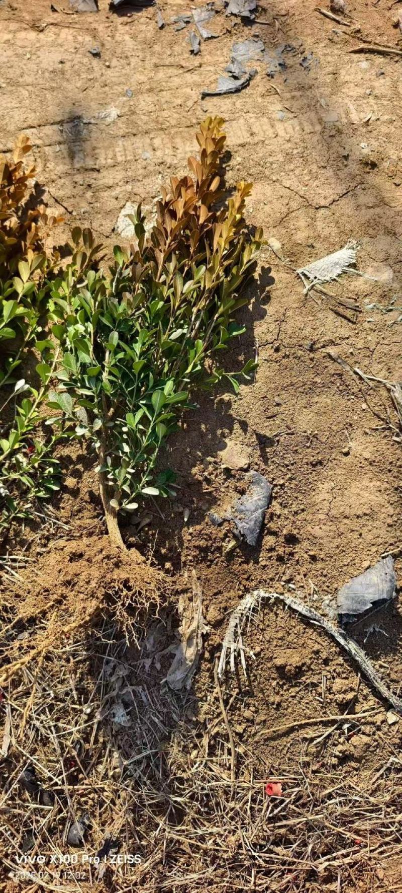 瓜子黄杨种植基地发货一手货源现挖现发成活率高欢迎下单