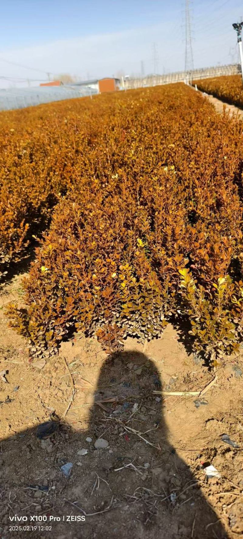 瓜子黄杨种植基地发货一手货源现挖现发成活率高欢迎下单