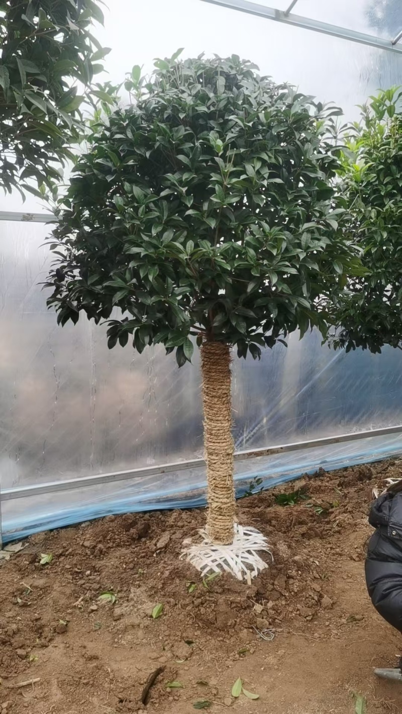 桂花树