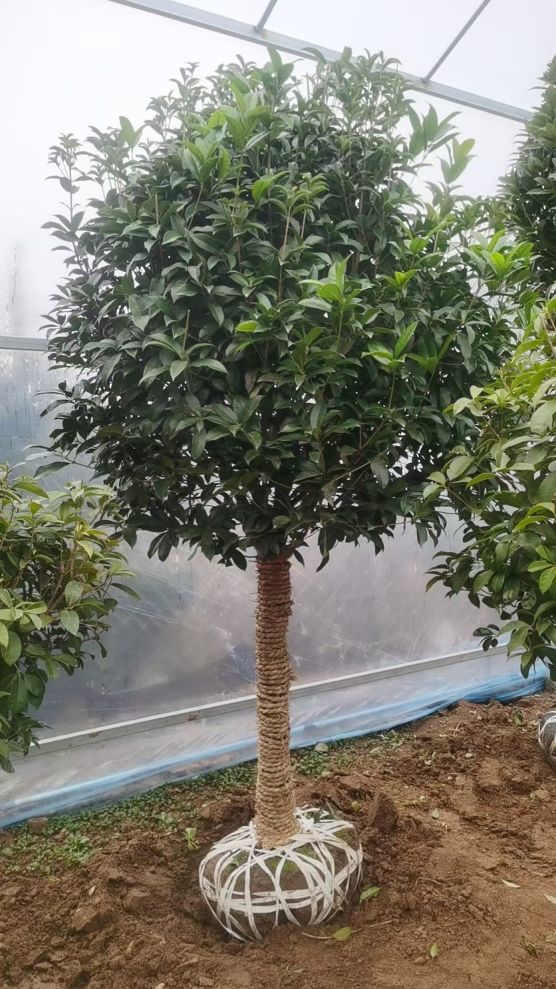 桂花树