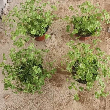 红花酢浆草基地发货观赏性植物量大价格便宜欢迎下单咨询